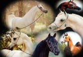 لعبة مزرعة الخيول العربية واطعام الحصان